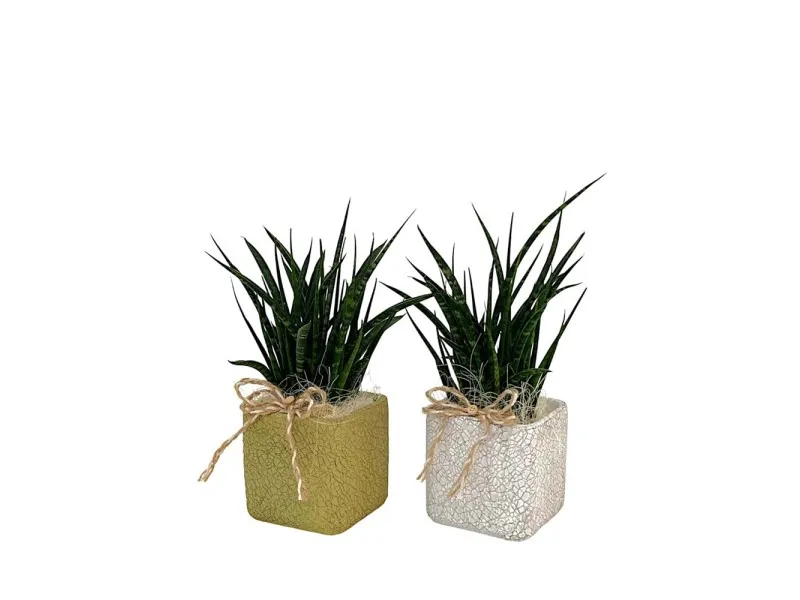 Composizione Sansevieria cilindrica in ceramica vaso 12 cm