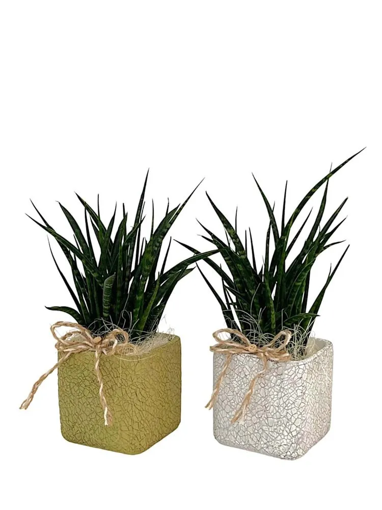 Composizione Sansevieria cilindrica in ceramica vaso 12 cm
