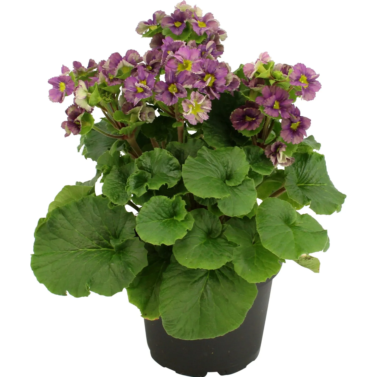 Primula obconica Pricanto Blue Ø vaso 12 cm